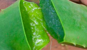 How To Use Aloe Vera For Stretch Marks