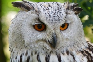 What Is the Meaning of Owl Tattoos?